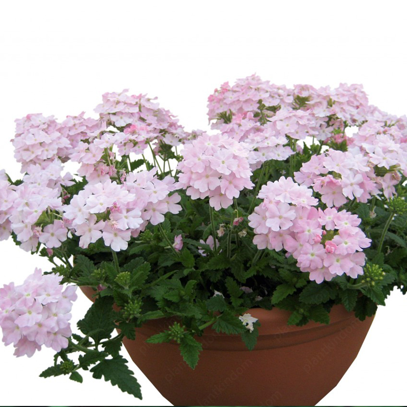 Verbena Tuscany Seeds