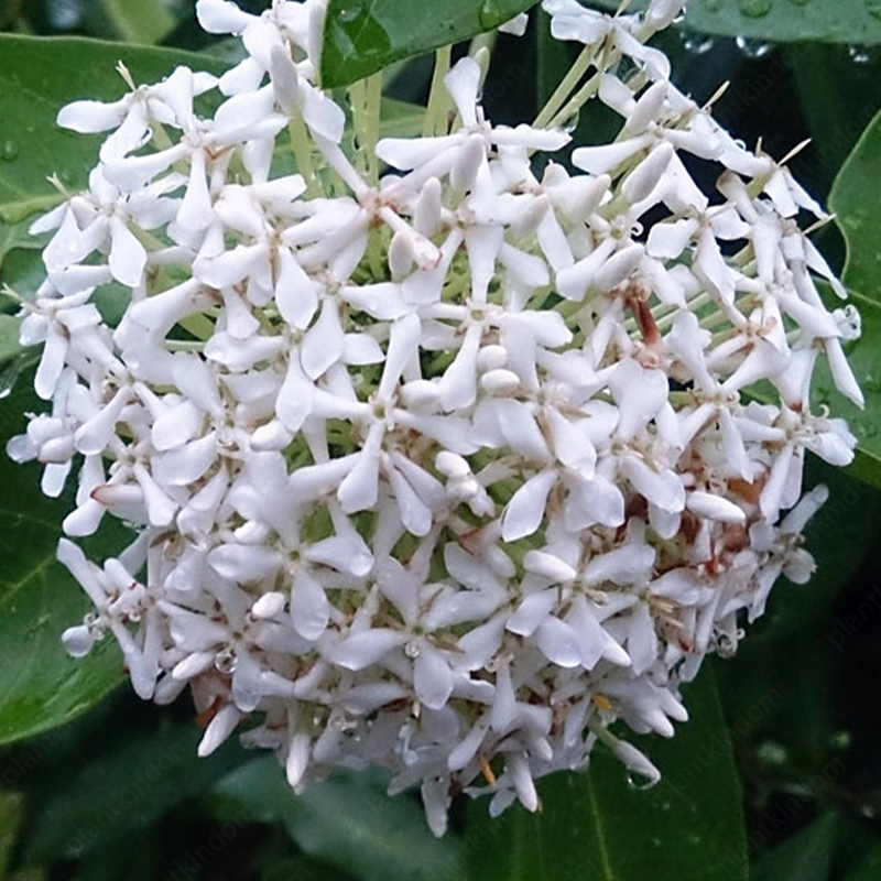 Ixora Seeds