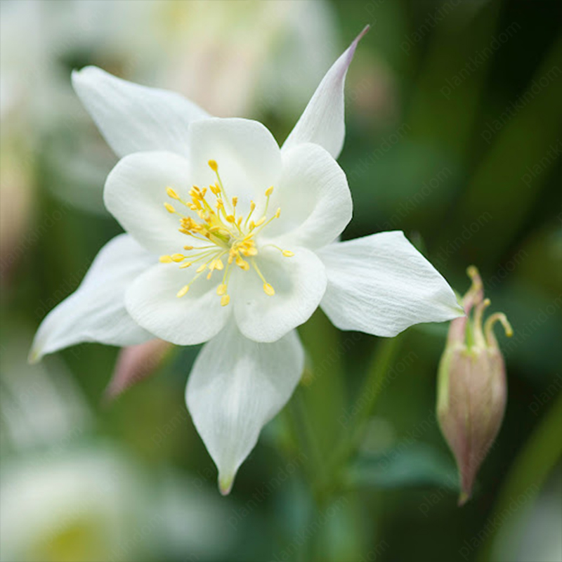 Columbine Flower Seeds