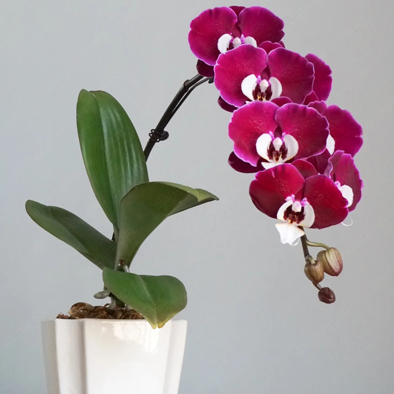 ♨️Summer Hot Products🦋Butterfly Orchid Flower Seed🪴Unique Flower