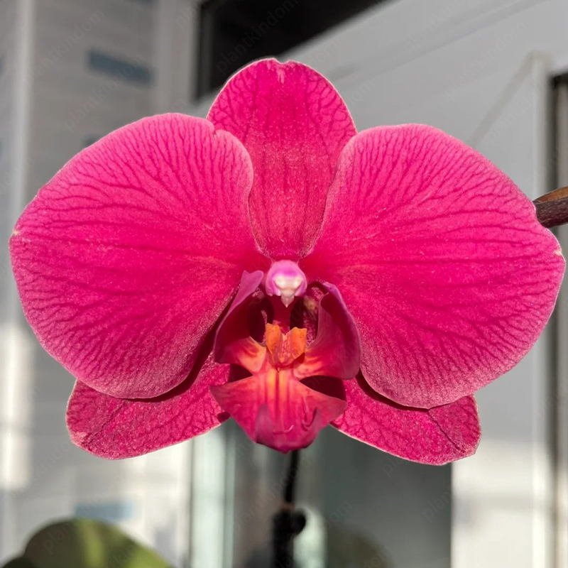 ♨️Summer Hot Products🦋Butterfly Orchid Flower Seed🪴Unique Flower