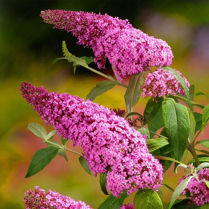 Butterfly Bush Seeds