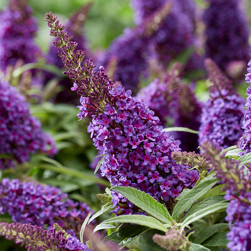 Butterfly Bush Seeds