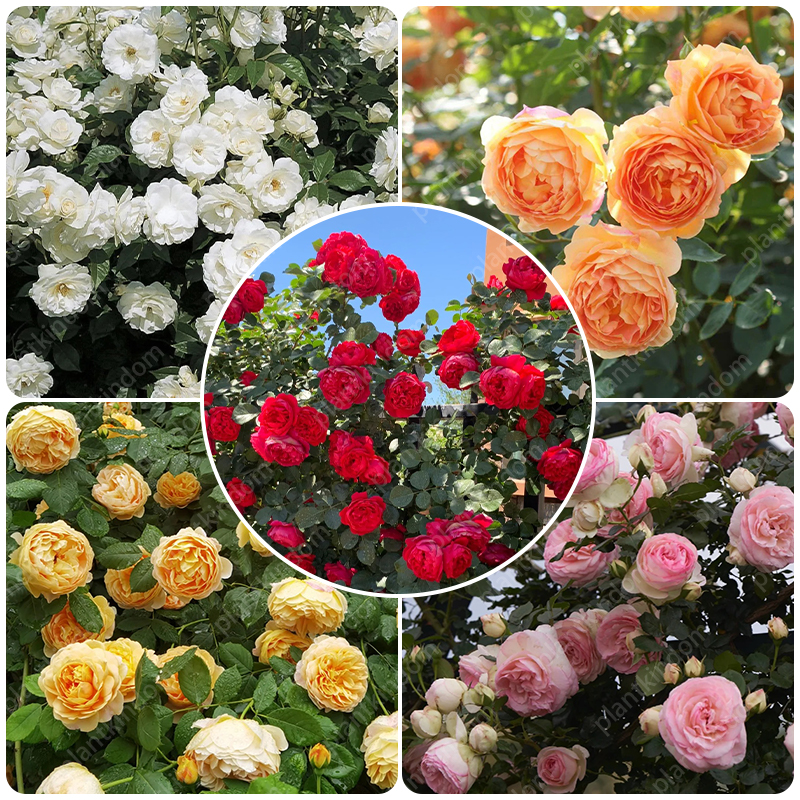 🌹💥 Limited-Time Special Offer on Climbing Rose Seeds!