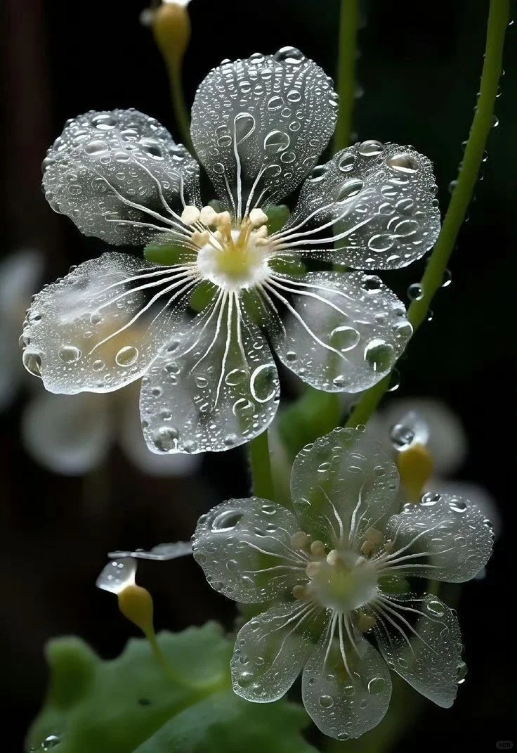 Diphylleia Grayi