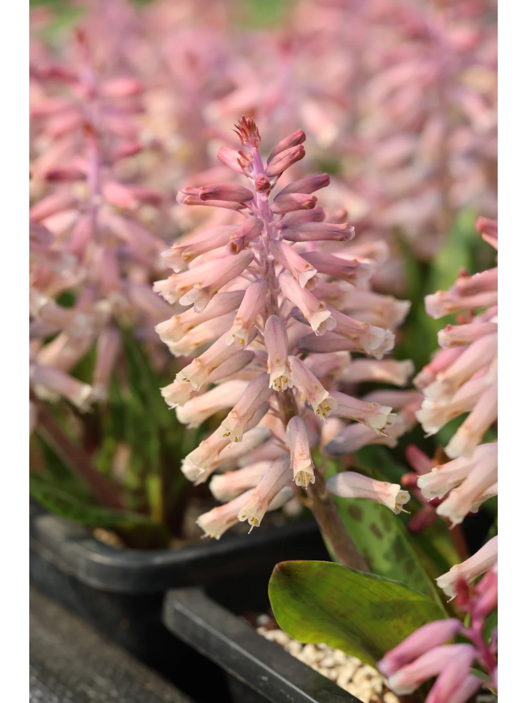 💥Over 60% OFF🌱Lachenalia Aloides Seeds🦋Firecracker Shaped Flowers