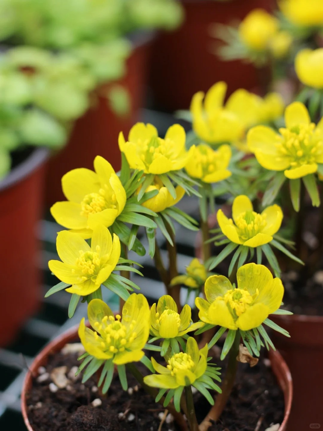 Eranthis pinnatifida