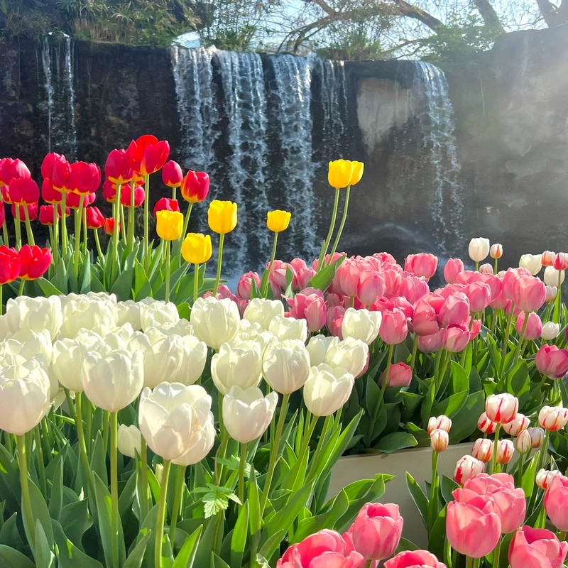 Hot Selling🔥 Mixed Color Tulips🌷Gallery Series