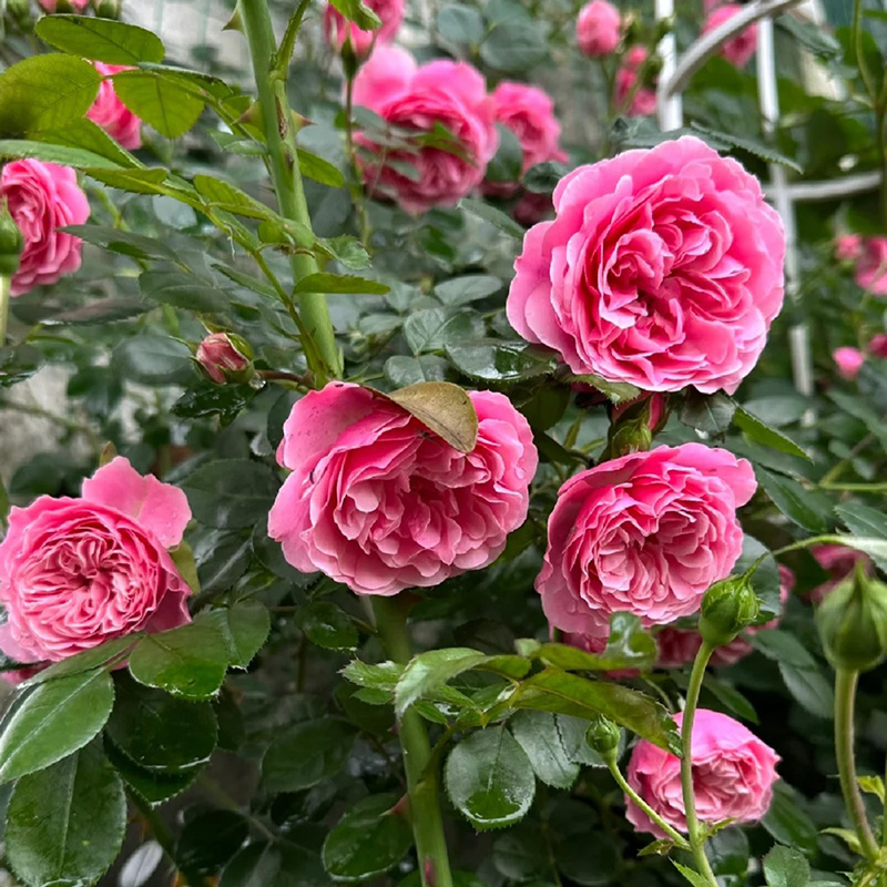 🔥50% OPff💖Pink Da Vinci Rose Seed🌿Huge Blooms