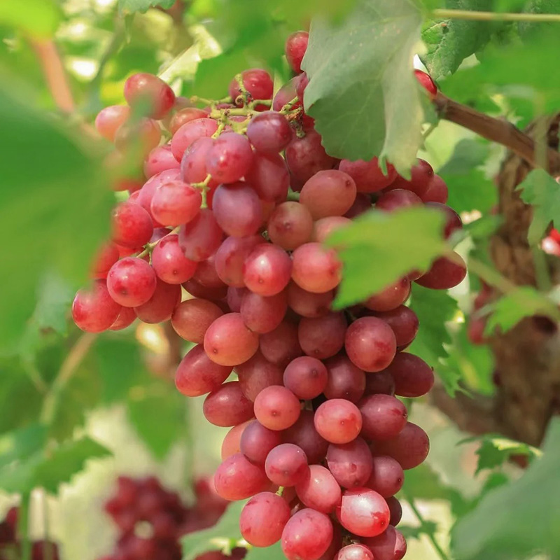 🔥Hot sales in spring🍇High Quality Red Grape Seeds🚀50% Discount