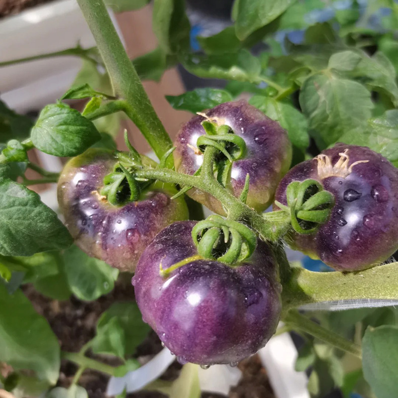 🔥Hot Sales In Spring🍅Delicious Tomato Seed🌱Easy To Planting