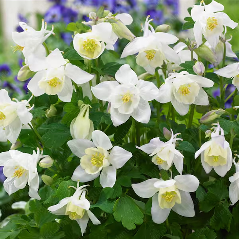 Columbine Flower Seeds