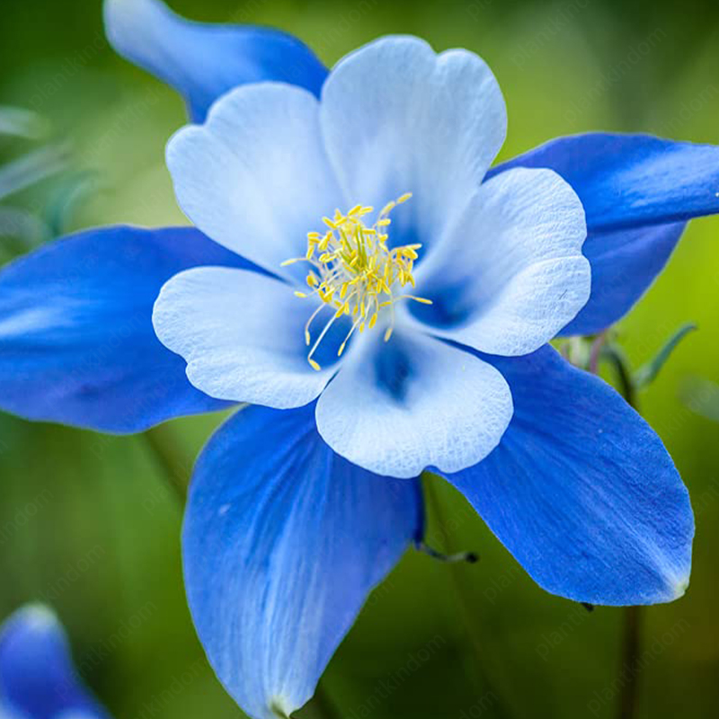 Columbine Flower Seeds