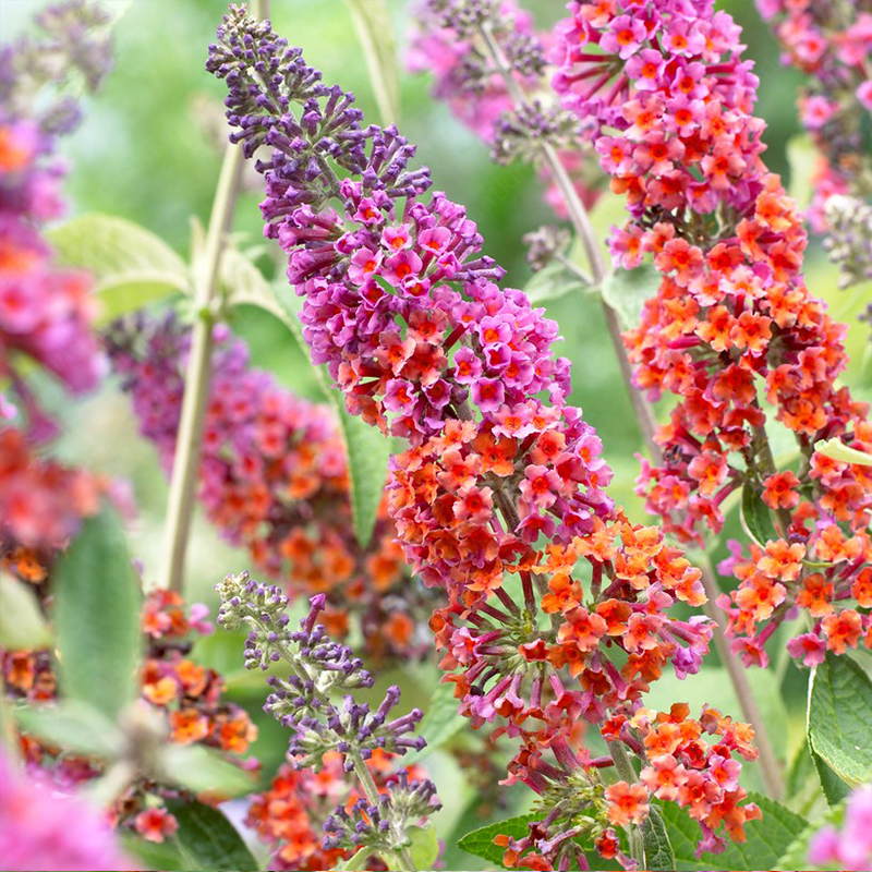 Butterfly Bush Seeds