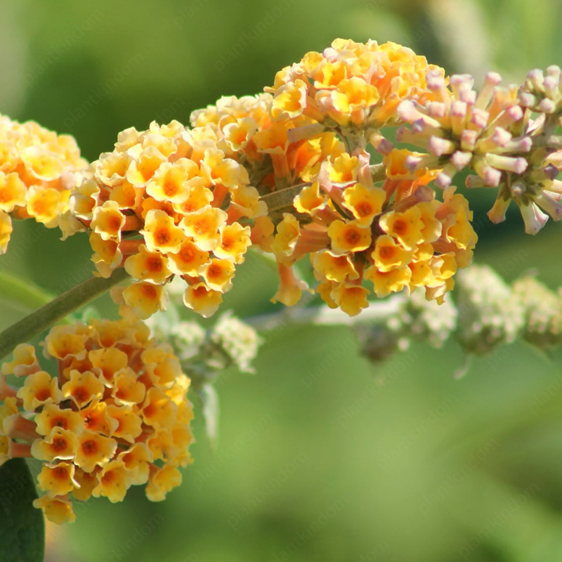 📢70%OFF🦋Butterfly Bush Seeds🌱Best Courtyard