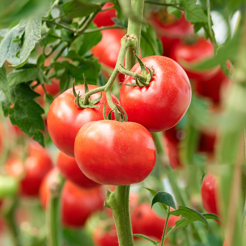 Hot Sales In Spring🔥Delicious Tomato Seed🍅Easy To Planting