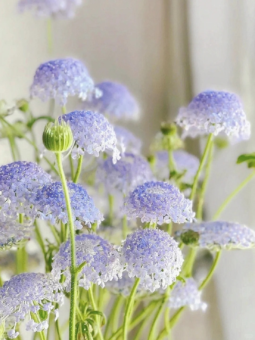 Trachymene coerulea Graham