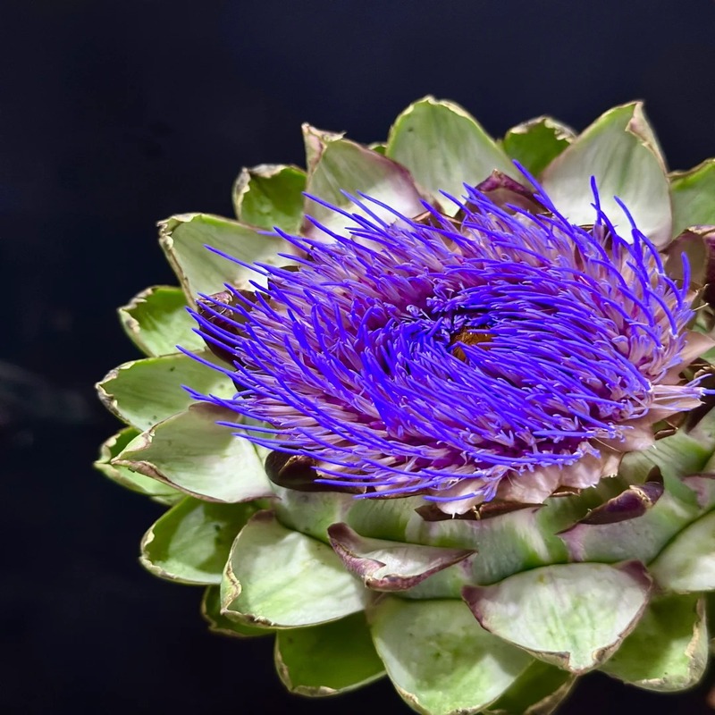 🌿High-quality and high-yield artichoke seeds✨- A green and healthy choice🍃