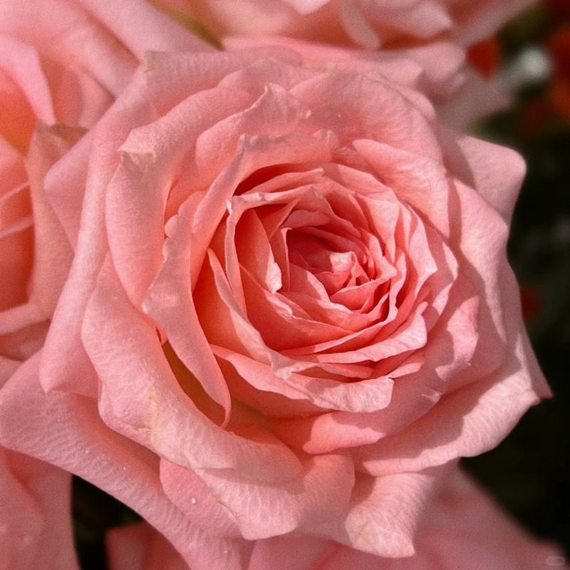 🚀Best Selling🌹50 Diana Rose Seeds🩷sowing all year round