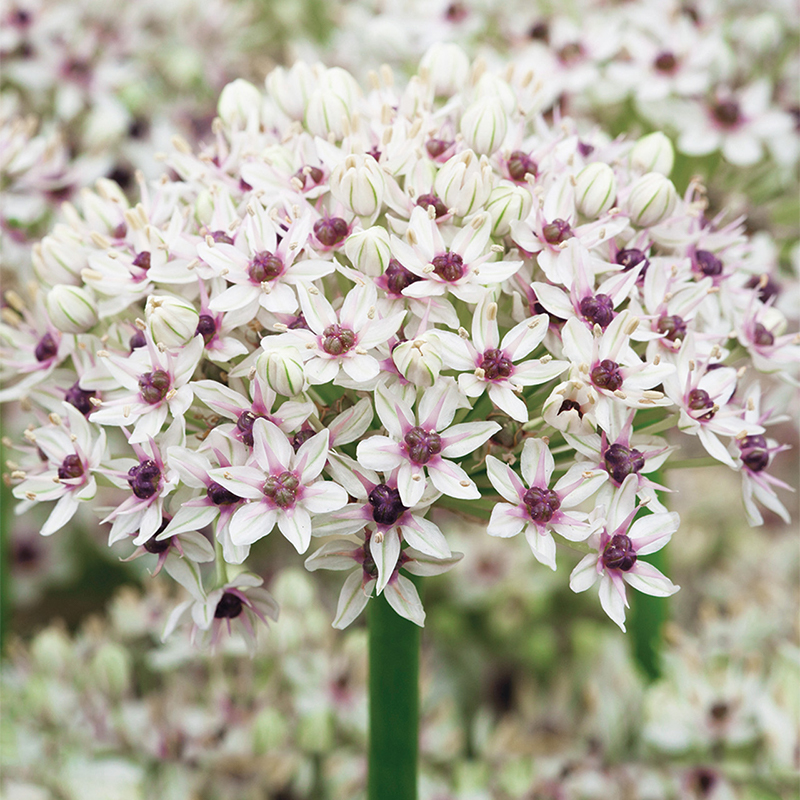 Allium basalticum Silver Spring Seeds Colorful Flower
