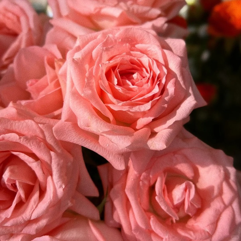 🚀Best Selling🌹50 Diana Rose Seeds🩷sowing all year round