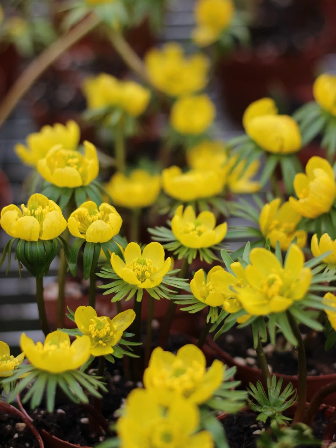 Eranthis pinnatifida