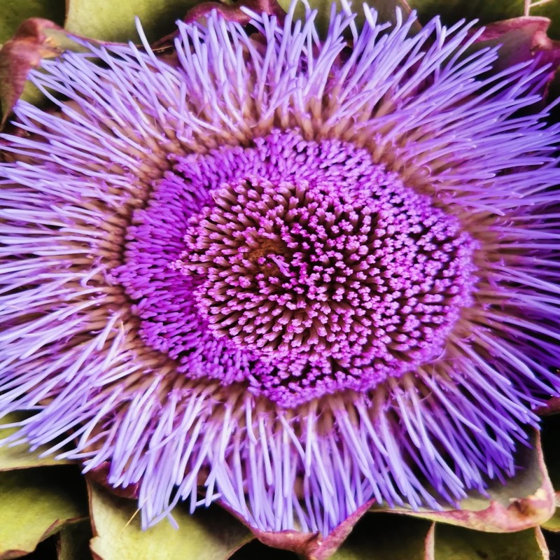 🌿High-quality and high-yield artichoke seeds✨- A green and healthy choice🍃