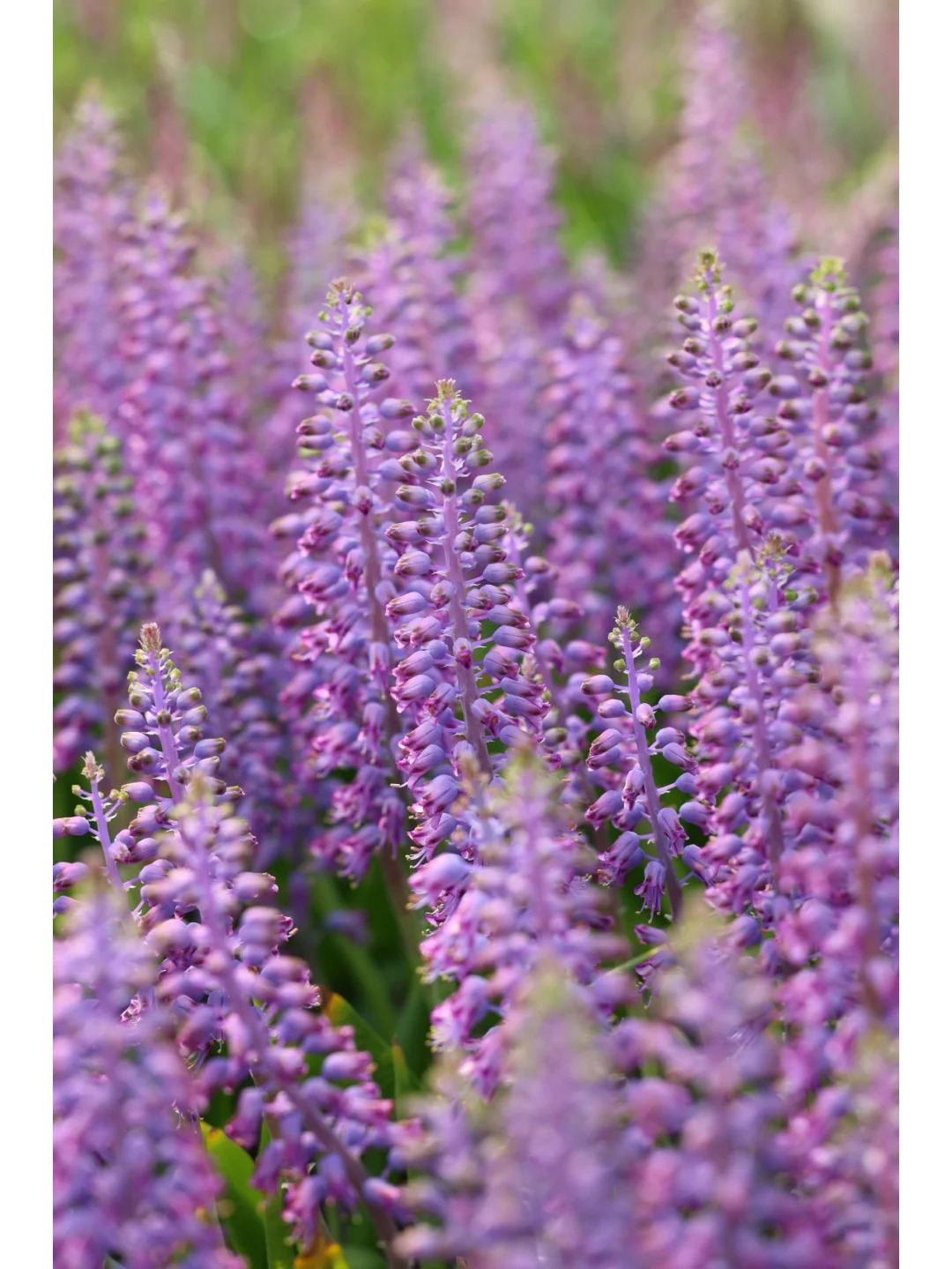 💥Over 60% OFF🌱Lachenalia Aloides Seeds🦋Firecracker Shaped Flowers