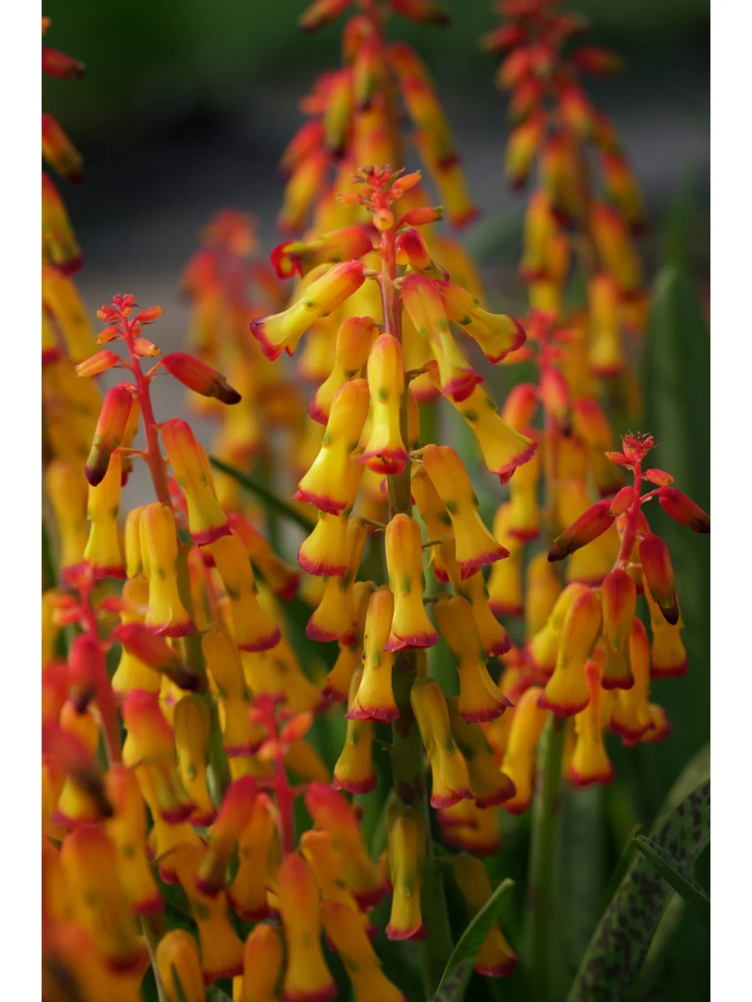 💥Over 60% OFF🌱Lachenalia Aloides Seeds🦋Firecracker Shaped Flowers