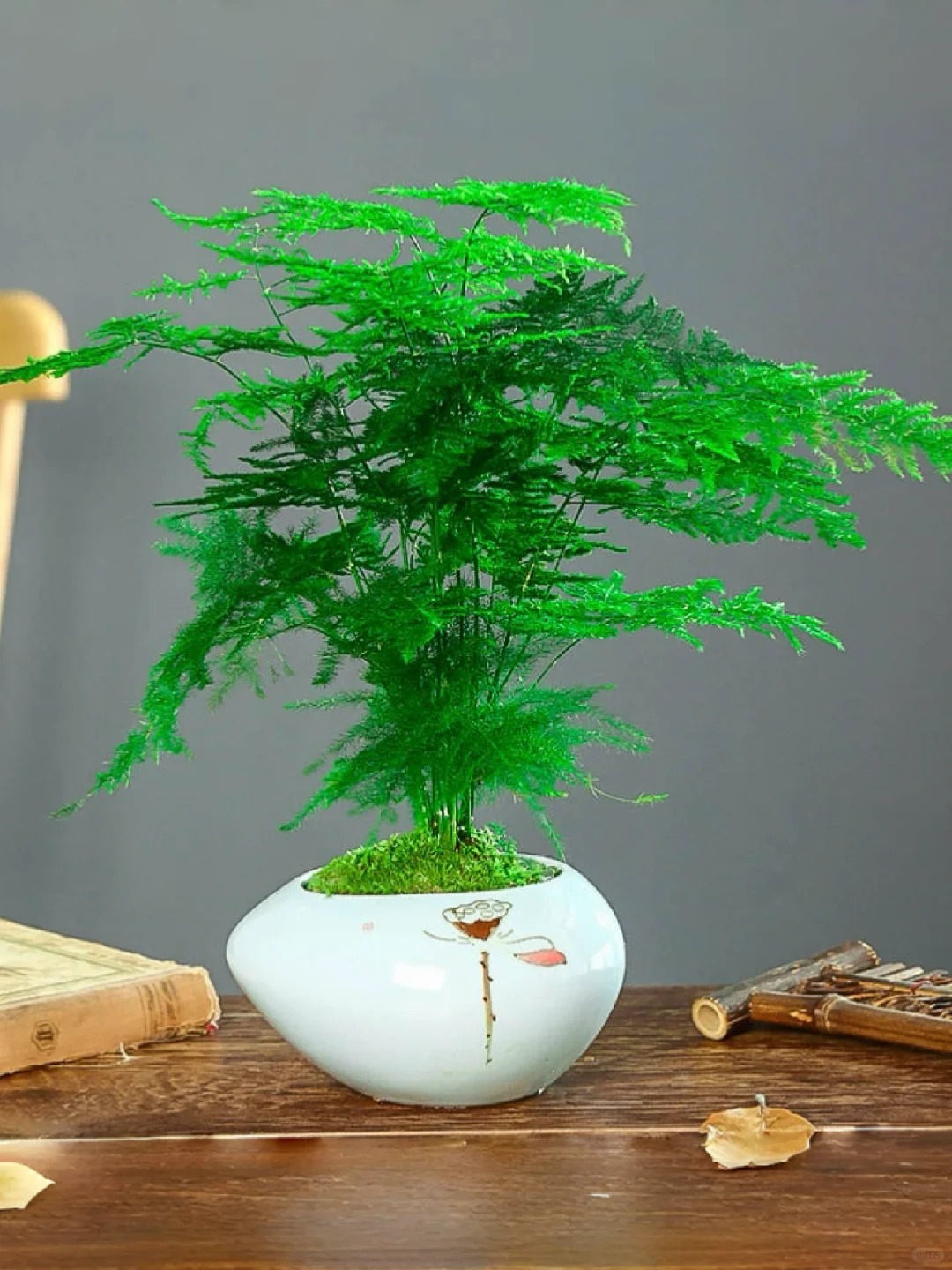 🎍Planting cloud bamboo✨From seeds to beautiful indoor plants