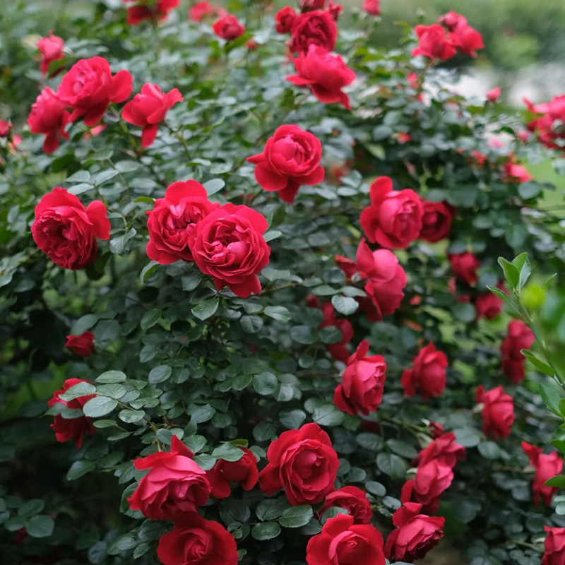 🔥50% Off💖Pink Da Vinci Rose Seed🌿Huge Blooms