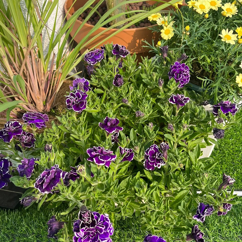 🔥Hot selling🌺double petunia🌱easy to plant