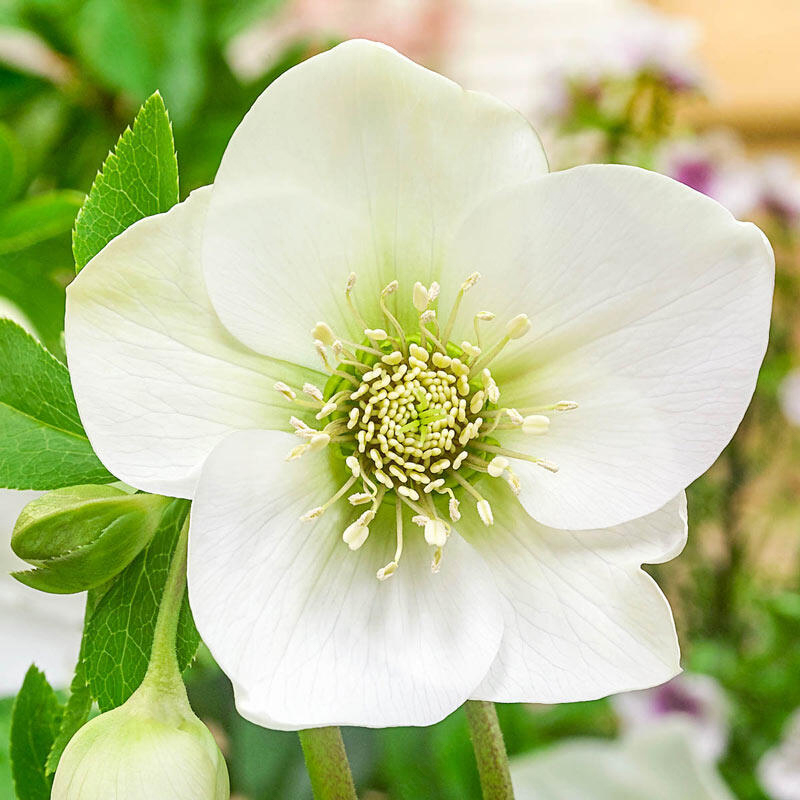 Hellebore Seeds