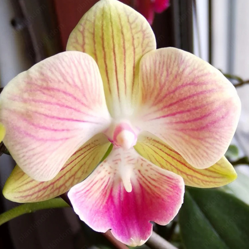 ♨️Summer Hot Products🦋Butterfly Orchid Flower Seed🪴Unique Flower