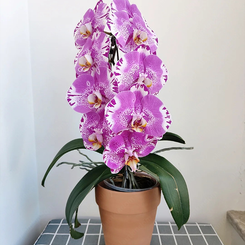 ♨️Summer Hot Products🦋Butterfly Orchid Flower Seed🪴Unique Flower