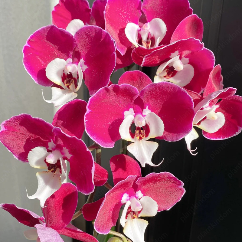 ♨️Summer Hot Products🦋Butterfly Orchid Flower Seed🪴Unique Flower