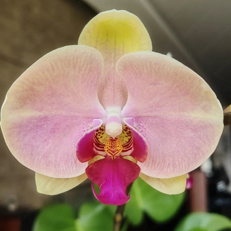 ♨️Summer Hot Products🦋Butterfly Orchid Flower Seed🪴Unique Flower