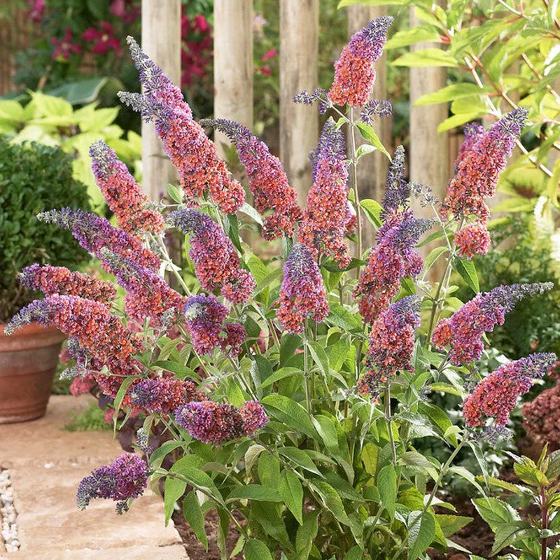 📢70%OFF🦋Butterfly Bush Seeds🌱Best Courtyard