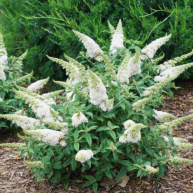 📢70%OFF🦋Butterfly Bush Seeds🌱Best Courtyard