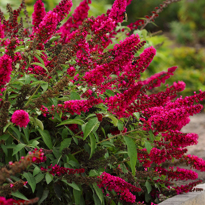 📢70%OFF🦋Butterfly Bush Seeds🌱Best Courtyard