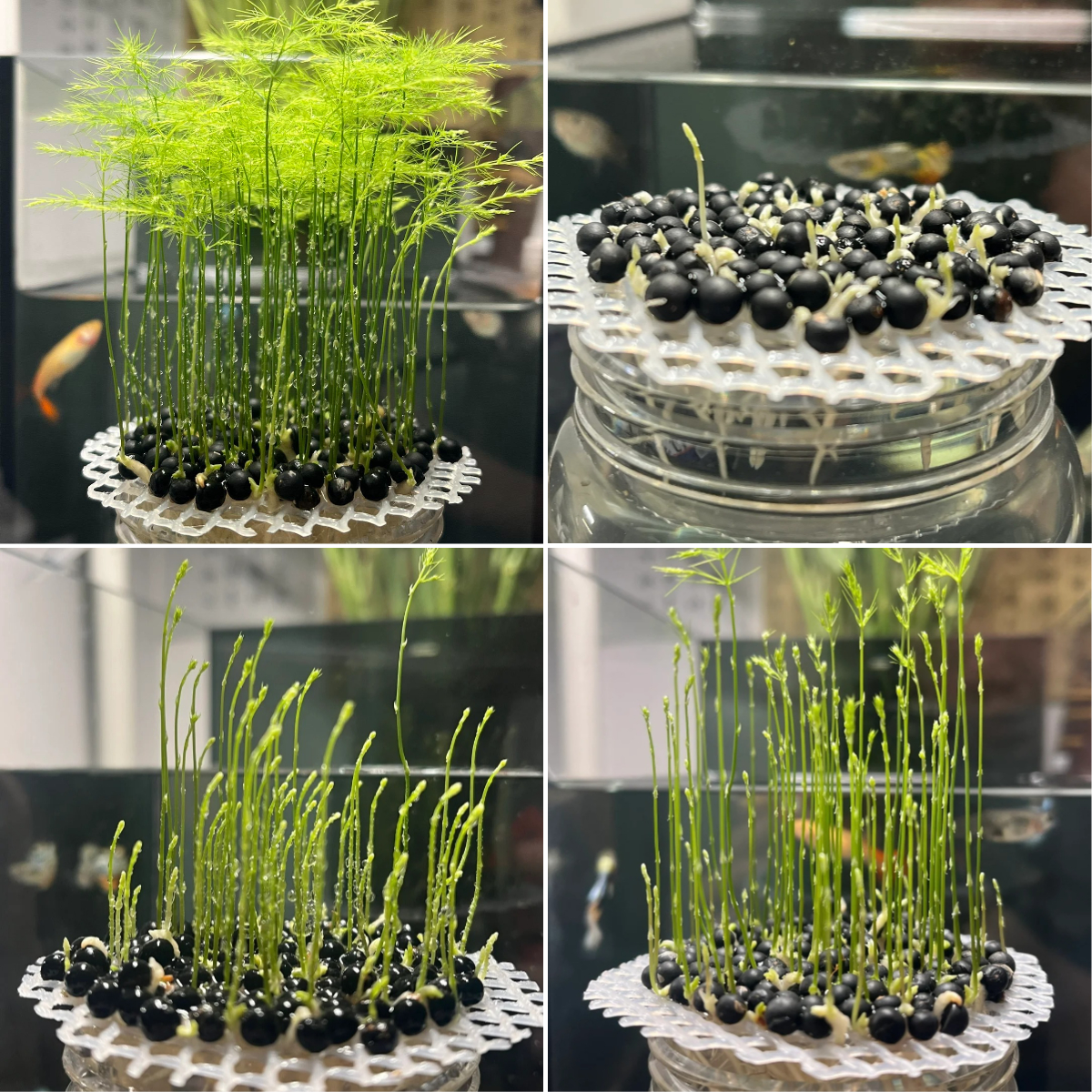 🎍Planting cloud bamboo✨From seeds to beautiful indoor plants