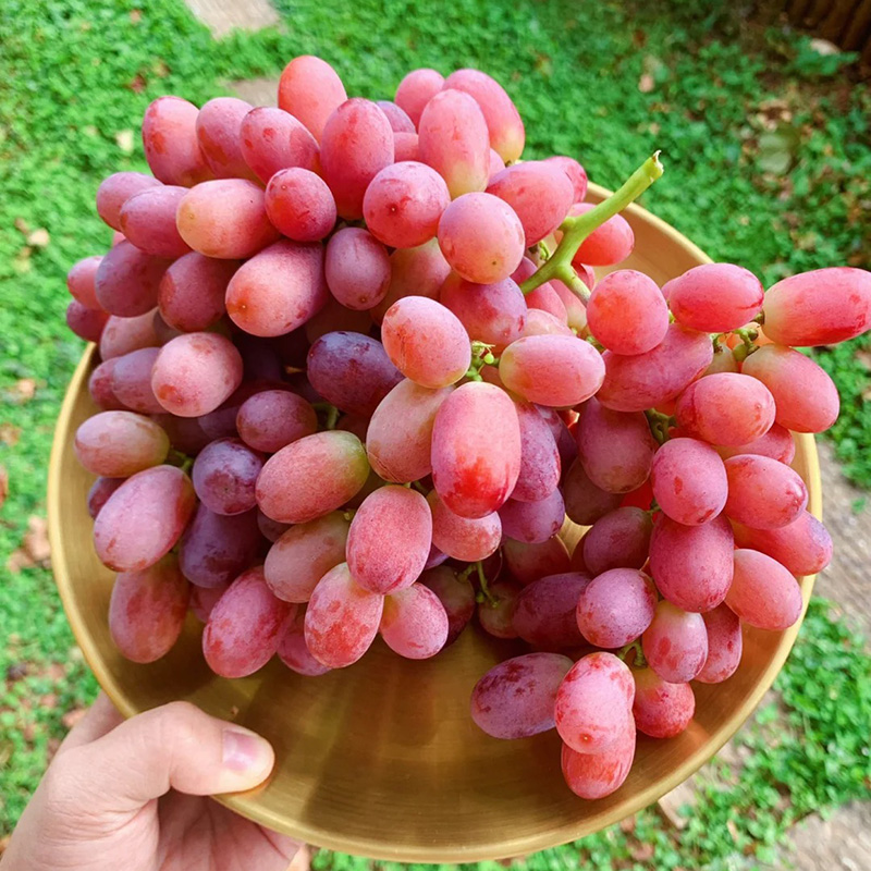 🔥Hot sales in spring🍇High Quality Red Grape Seeds🚀50% Discount