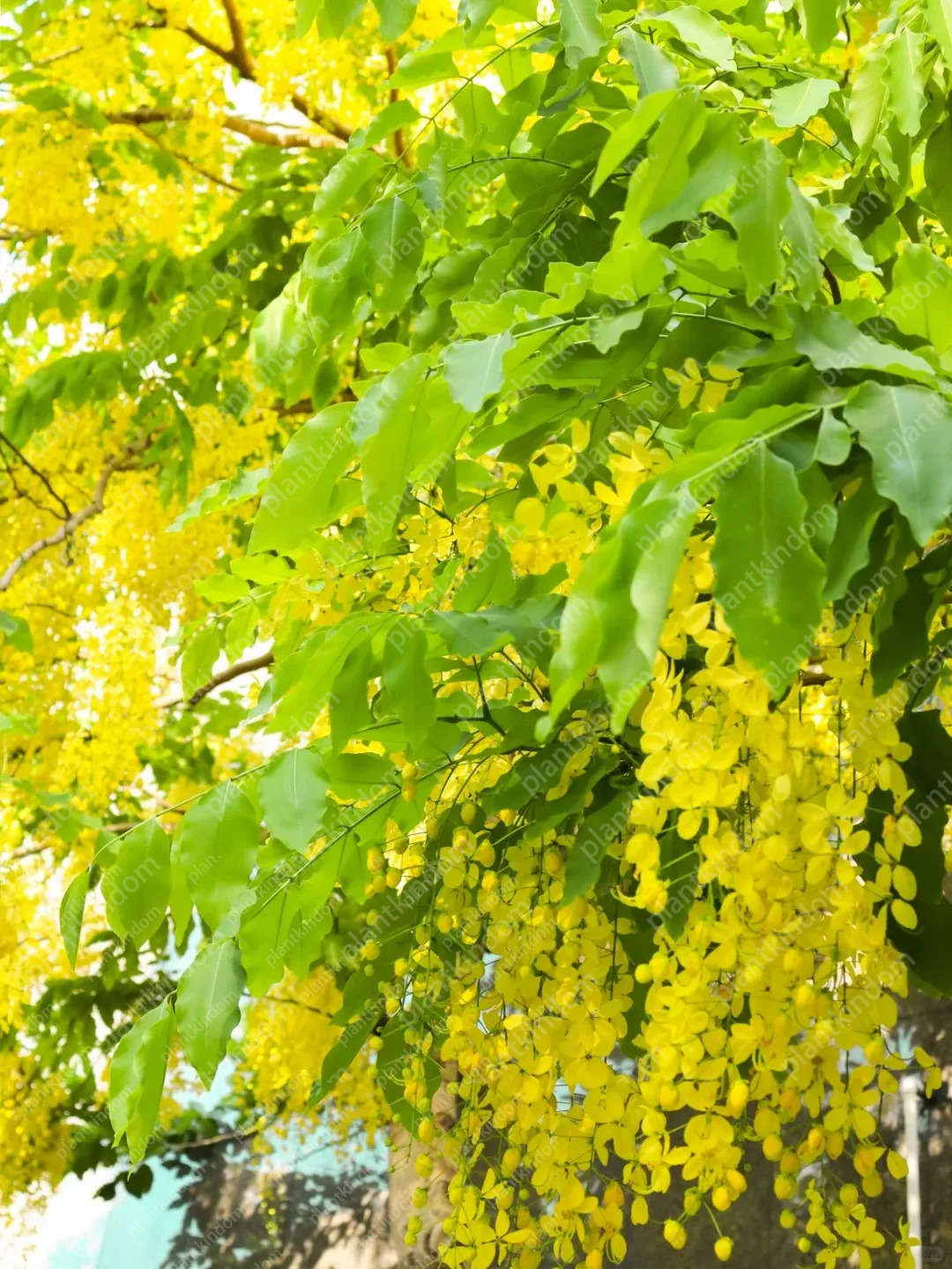 🚨50%OFF🚀Hot Selling💜Purple Wisteria Vine Seeds 