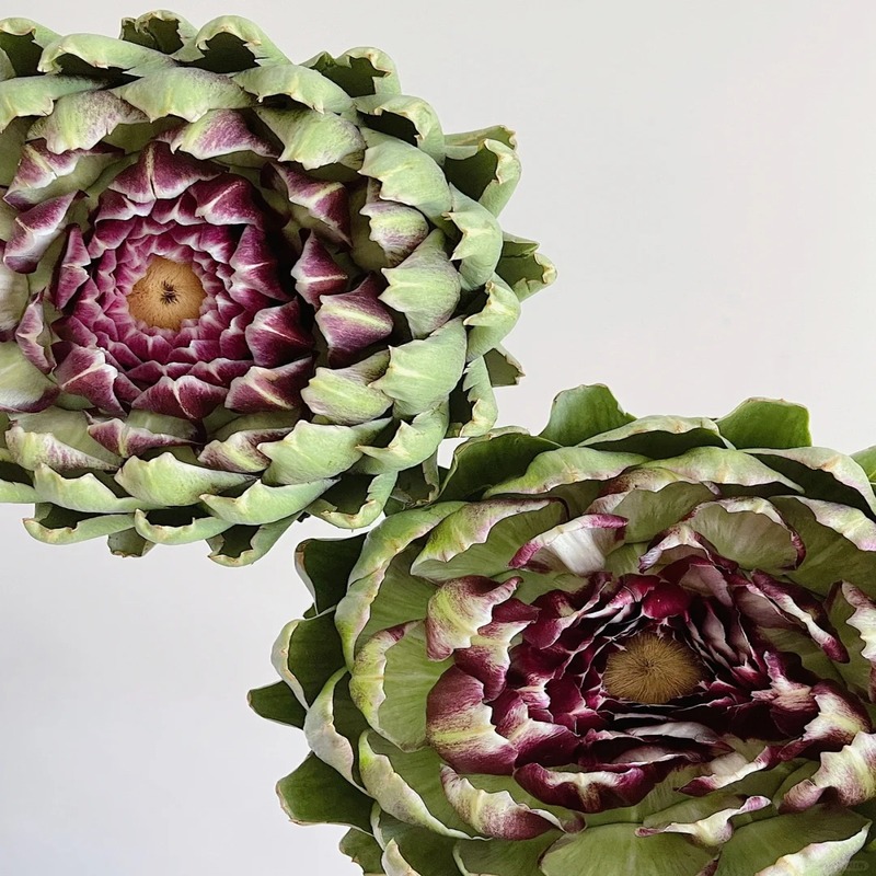 🌿High-quality and high-yield artichoke seeds✨- A green and healthy choice🍃