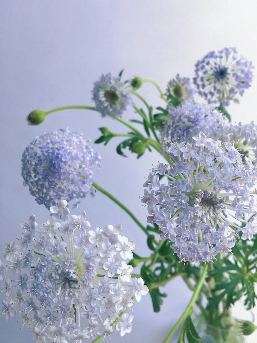 Trachymene coerulea Graham