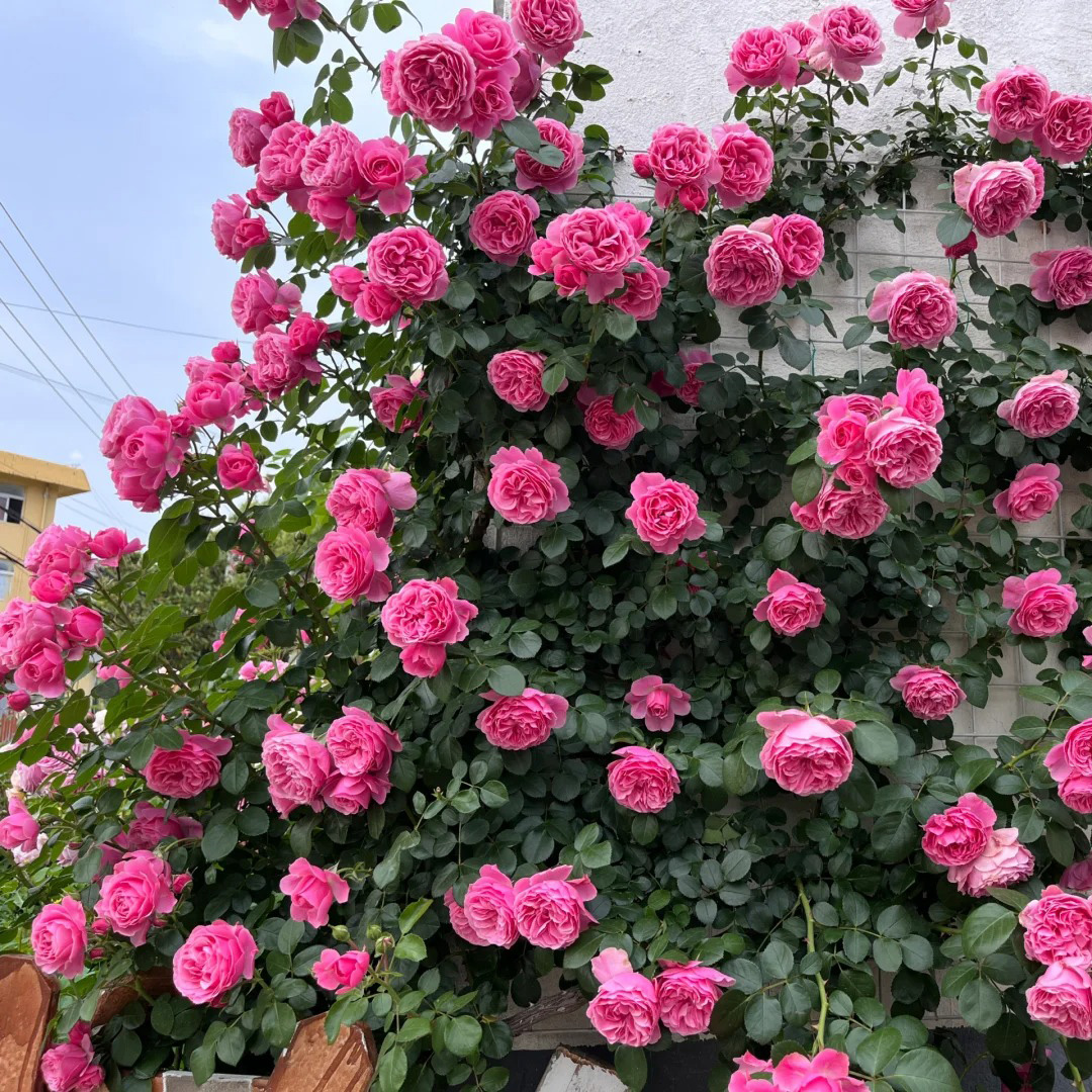 🔥50% OPff💖Pink Da Vinci Rose Seed🌿Huge Blooms