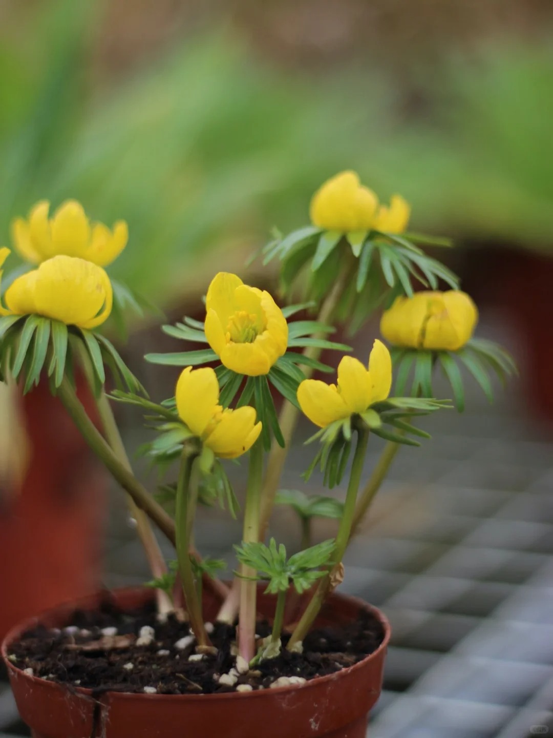 Eranthis pinnatifida