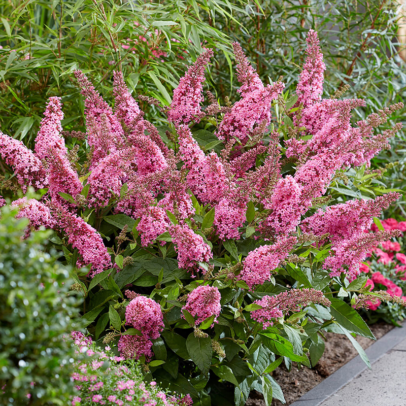 📢70%OFF🦋Butterfly Bush Seeds🌱Best Courtyard