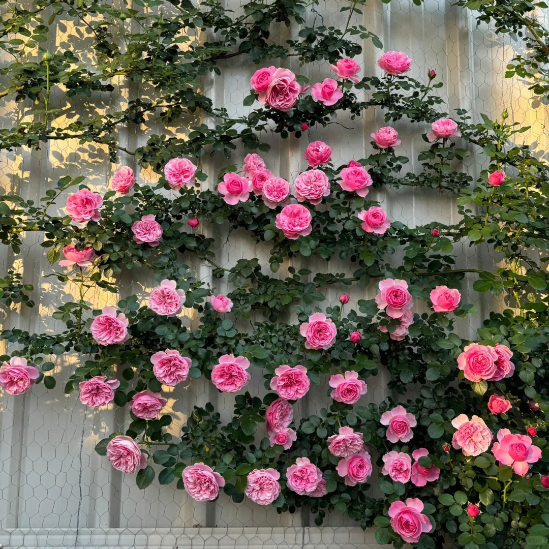 🔥50% OPff💖Pink Da Vinci Rose Seed🌿Huge Blooms