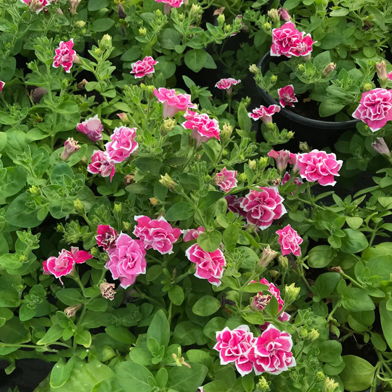 🔥Hot selling🌺double petunia🌱easy to plant